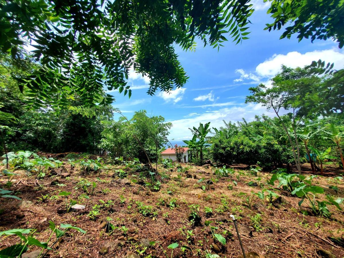 The Jungle Vila Mérida Exterior foto